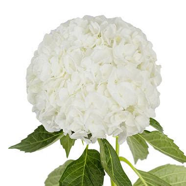 Wedding flowers, petals & garlands └ wedding supplies └ home & garden all categories antiques art automotive baby books business & industrial cameras & photo cell phones & accessories clothing, shoes & accessories coins & paper orange wedding bulk flowers. Jumbo Hydrangea, White (12 stems) - Sam's Club