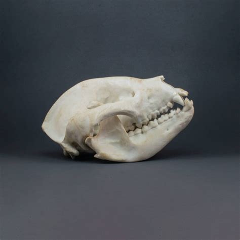 Panda Bear Skull Replica Museum Quality Anyskull