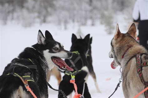 Hetta Huskies Enontekiö Ce Quil Faut Savoir Pour Votre Visite