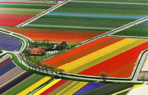 Tulip Fields Amsterdam Bing Cool Pictures Of Nature