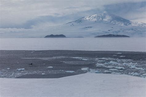 Orcas In Antarctica Photograph By Ben Adkison Fine Art America