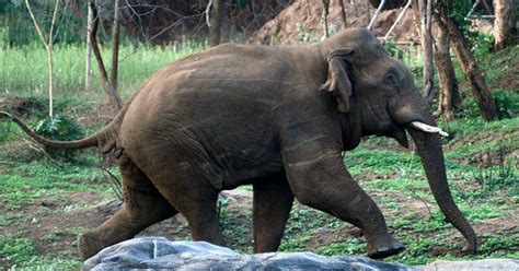 Kerala could have avoided the deaths of two elephants if it learnt to