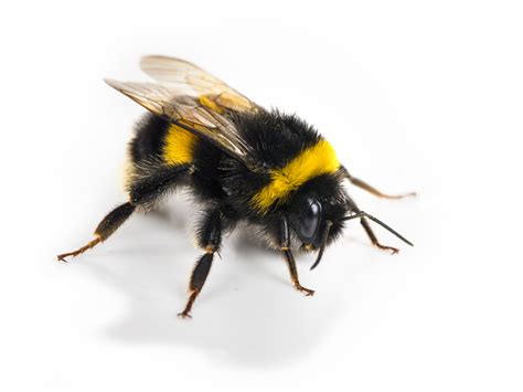 Neonicotinoids Are Killing Off Bees By Making Their Queens Infertile