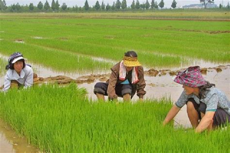 Growing Insights Of South Korea Agriculture Market Outlook Ken Research