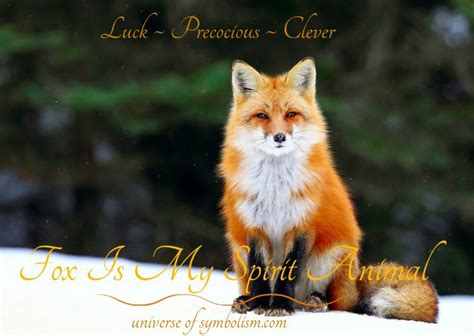 Symbolic Meaning Of Fox 10 Spiritual Meanings Of Fox
