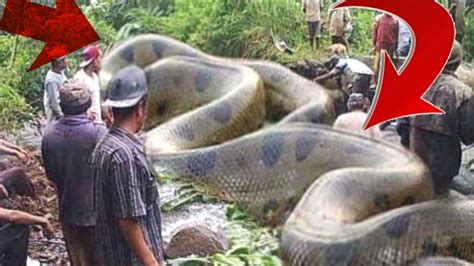 Top 10 Hazardous Snakes In The Amazon Rainforest Youtube