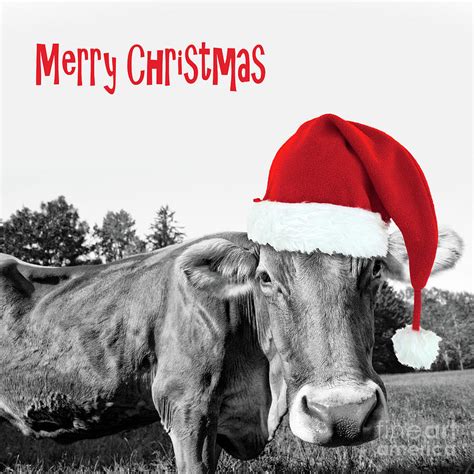 Cow Christmas Card Photograph By Delphimages Photo Creations