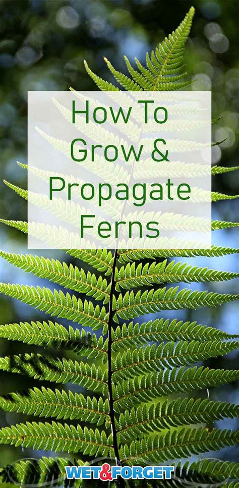 Grow Ferns Indoors A Quick Guide To Adding Greenery To Your Home