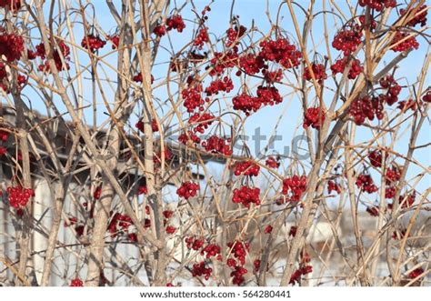 Viburnum Genus About Shrubs Few Species Stock Photo 564280441