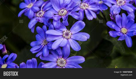Blue Flowers Blue Image And Photo Free Trial Bigstock