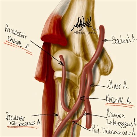 Of the two common carotid arteries, which extend headward on each side of the neck, the left originates in the arch of the. If the neck of radius is fractured, which arteries could be involved? - Quora