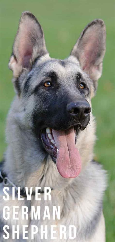 Black And Silver German Shepherd Puppies Adorable And Loyal Companions