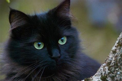 ¿cuál Es El Significado De Soñar Con Un Gato Negro