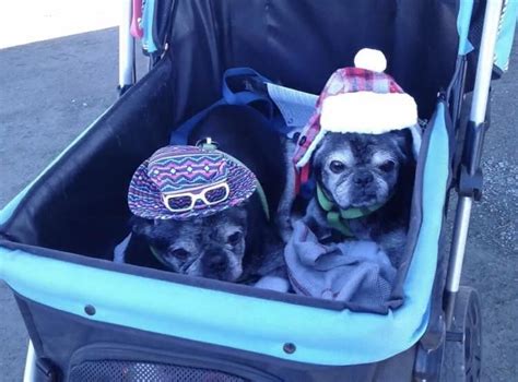 Two 14 Year Old Bonded Senior Pugs Found Wandering The Streets Of