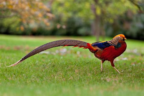 15 Birds With Spectacularly Fancy Tail Feathers