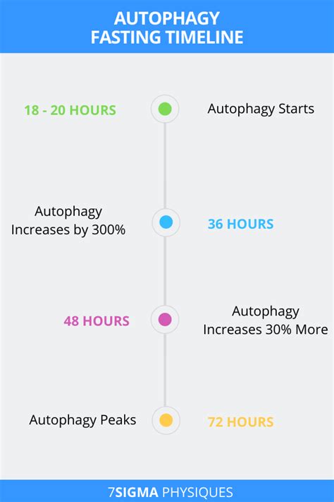 Intermittent Fasting Stages