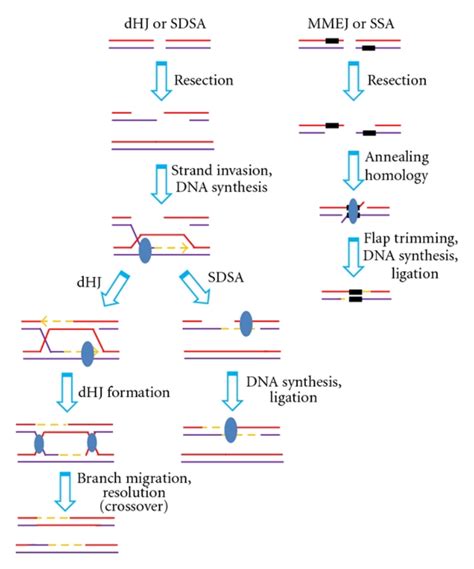 Purposed Model Of Annealing Helicase Function In Dna Replication Dna