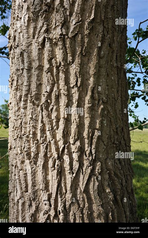 Bark Of A White Poplar Silver Poplar Populus Alba Kuhlrade Stock
