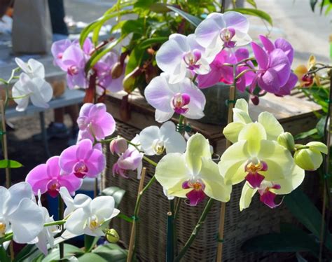 Curing Orchidophobia Laidback Gardener Growing Orchids Beautiful Orchids Orchids In Water