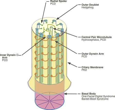 The Cell Biological Basis Of Ciliary Disease Rockefeller University