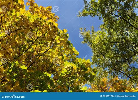 Autumn Trees And Blue Sky Stock Photo Image Of Foliage 129391724