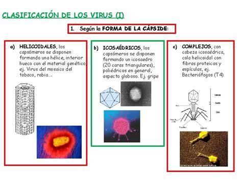 Clasificacion De Virus Segun Su Forma Dinami