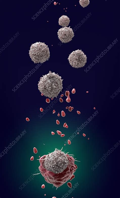 T Cell Attacking Cancer Cell Illustration Stock Image C0376549