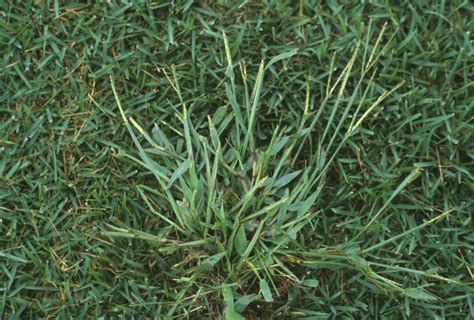 You may have noticed a grass in your lawn that doesn't belong and it's slowly starting to spread. Garden Grants Pass: Stop crab grass before it starts