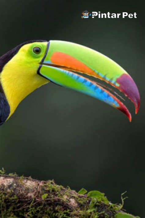 Belajar Memahami Beberapa Bentuk Dan Fungsi Paruh Burung Burung