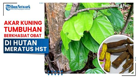 Khasiat Akar Kuning Tumbuhan Merambat Berkhasiat Obat Dari Hutan Meratus Hst Youtube