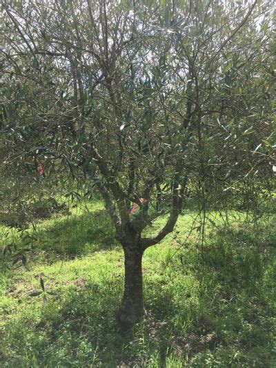 Frantoio Olive Tree Olives Unlimited