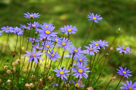 Purple Daisies Stock Photo Image Of Nature Simple Field 5496846