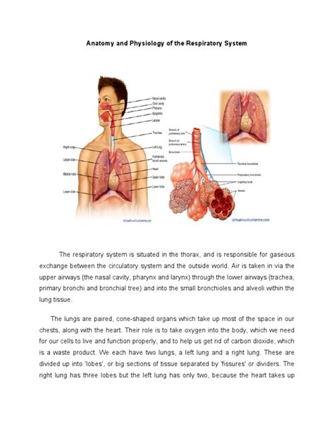 Anatomy And Physiology Of The Respiratory System Respiratory Tract Lung