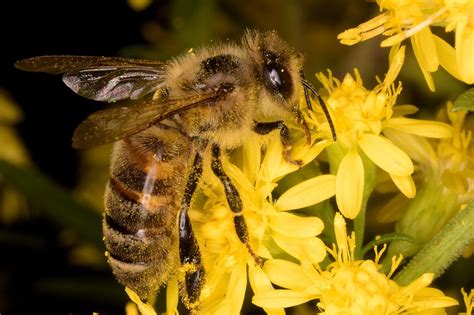 Depictions of humans gathering honey date back 15,000 years. Honey bee on flower with pollen | Nikon D50 with Tokina ...