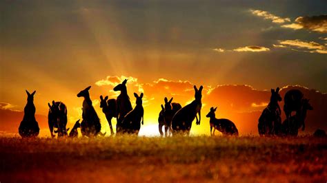 Australia Sunset Kangaroos Wallpaper Travel Hd Wallpapers