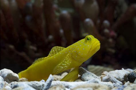 Yellow Watchman Goby Care Breeding Diet And Behavior Fish Informer