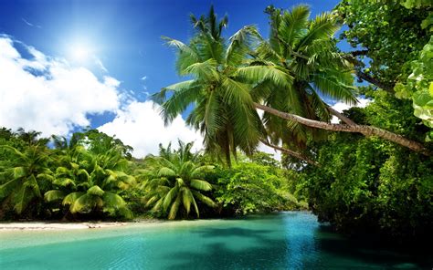 Wallpaper Sunlight Sea Bay Sand Beach Green Palm Trees