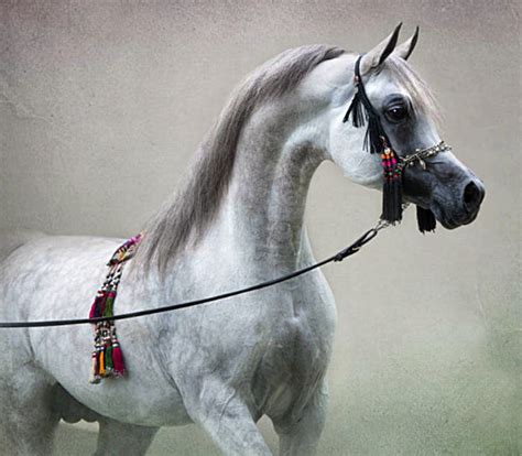 Arabian Stallion Lawrence El Gazal Photo Suzanne Arabian Horse