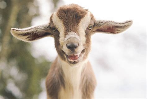 22 Adorable Photos Of Smiling Animals These Will Make You Smile
