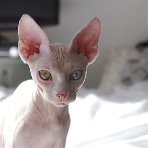 sphynx cat hairless blue and green eyes stunning sphynx cat hairless cat cats