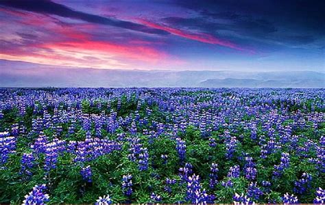 Free Download Lupine Fields In The Morning Green Blue And Pink Sky