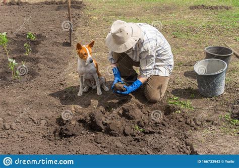 Dog Working Together With Master In Spring Garden Stock Photo Image