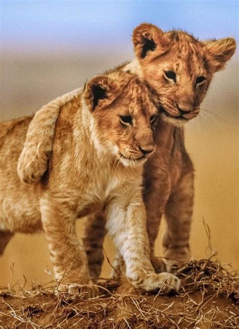 Cute Cub Baby Lion Animal Awesome Friendship Mobile
