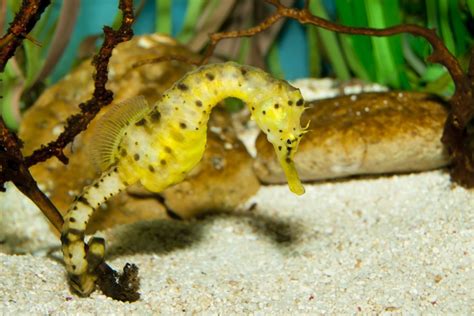 Whoa Seahorses Dont Neigh — They Growl Live Science
