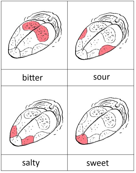 Taste Bud Map Cards Science For Kids Homeschool Science Senses