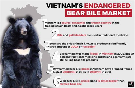 Saving Vietnams Bile Farming Bears The Asean Post