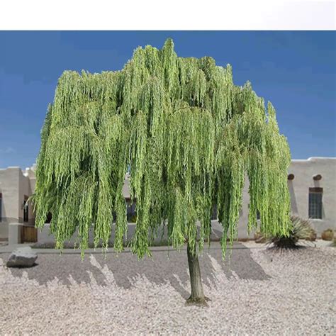 Weeping Willow Landscape Fast Growing Tree
