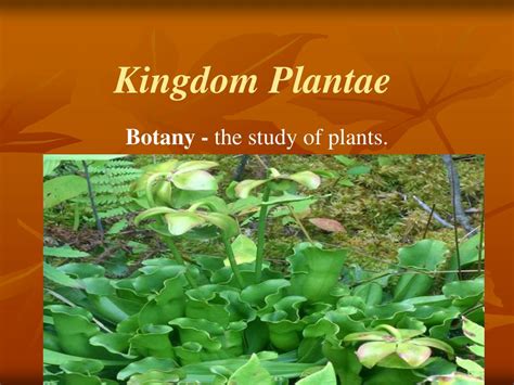 Ppt Kingdom Plantae Powerpoint Presentation Free Download Id515137