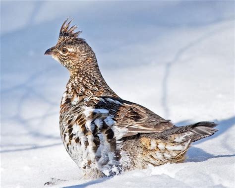 Ruffed Grouse In The Snow Pentax User Photo Gallery