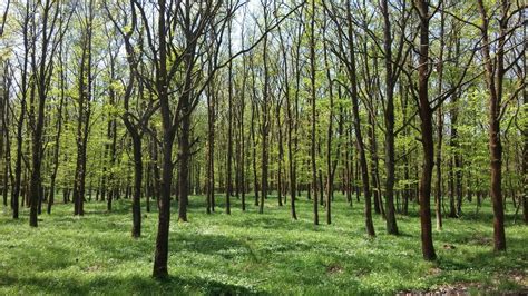 Spring Flood Plain Forest Free Photo Download Freeimages